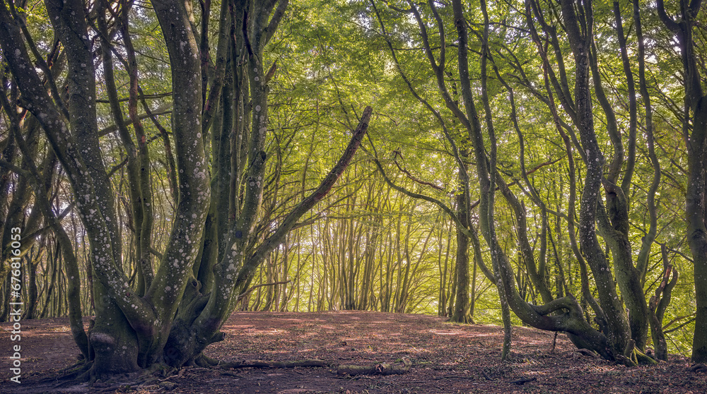 Fototapeta premium Beautiful forest in Jutland, Denmark
