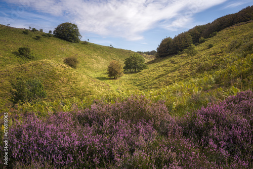 Foto Heather Blooming  in Denmark