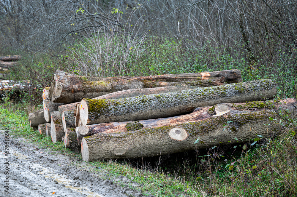 Stack of European ash (Fraxinus excelsior) wood. Carpathian Mountains, Poland.