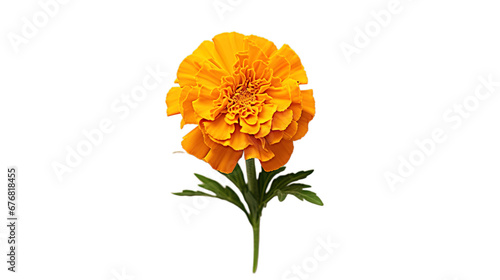 Marigold Flower isolated on transparent background, Generative ai.