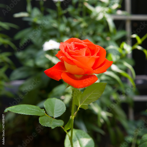 Red rose in the summer garden.