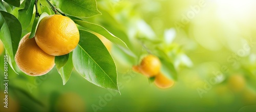 In the green background of nature the vibrant orange color of a lemon tree stands out reminding us of the sweet and tangy taste of this healthy fruit packed with natural and organic vitamin  photo