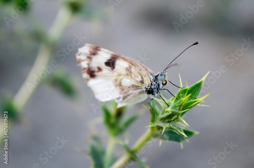 butterfly on a flower. A white butterfly is a daughter of a green thorn plant. close up of a white butterfly sitting on a flower