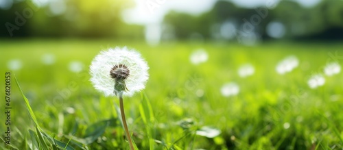 A beautiful white dandelion isolated in the green grass of a summer garden stands as a symbol of the natural growth and beauty found in the background of nature s botanical wonders