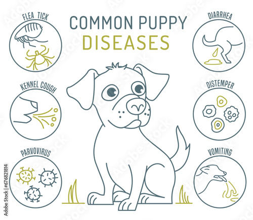Common canine diseases. Informative infographics. Medical poster