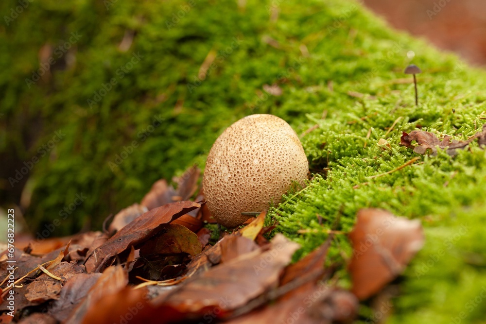 Close-up of a Boletus mushroom on the forest floor in a Dutch forest