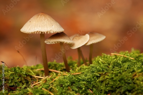 Vibrant, close-up image of a cluster of small mushrooms, nestled amongst lush green grass