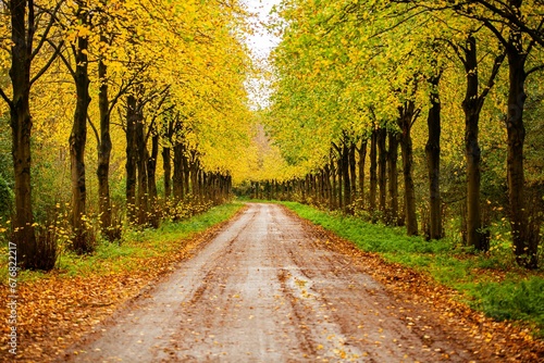 Scenic road lined with colorful trees in the fall season in the Netherlands