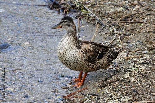 Cute mallard (Anas platyrhynchos) standing on the edge of a calm lake during the daytime
