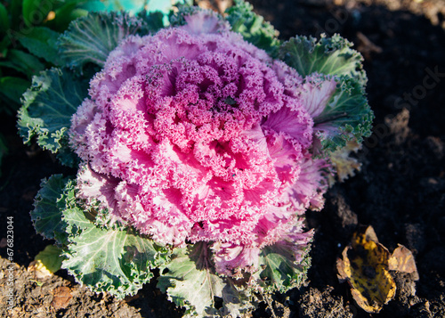 Brassica oleracea or acephala. Flowering decorative purple-pink cabbage plant close-up. Natural vivid background.Garden or vegetable garden decoration. Flowerbed of the city park. photo