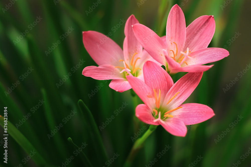 pink rain lily flower (zephyranthes) from amaryllidaceae family bloom in the garden