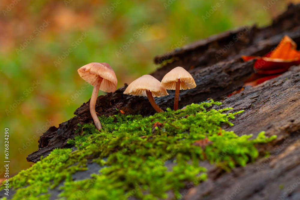 Mushrooms on a stump in a beautiful autumn forest.