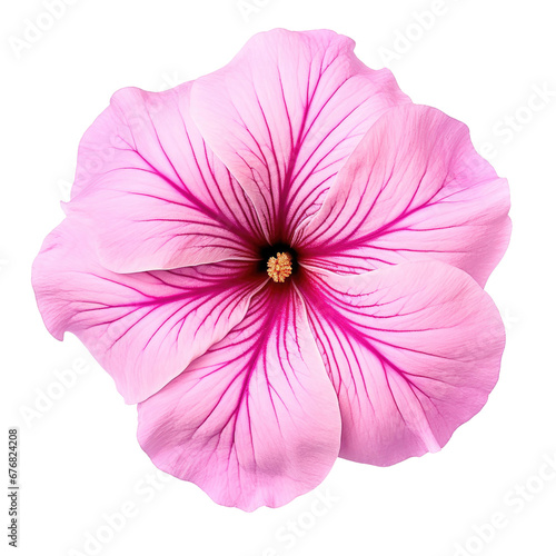Pink Petunia Bloom