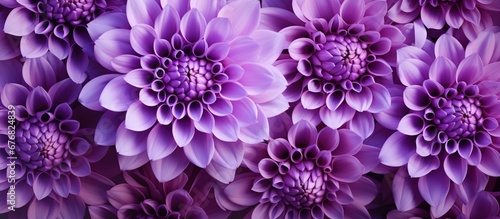 Purple motley dahlia flower isolated background. AI generated image © orendesain99