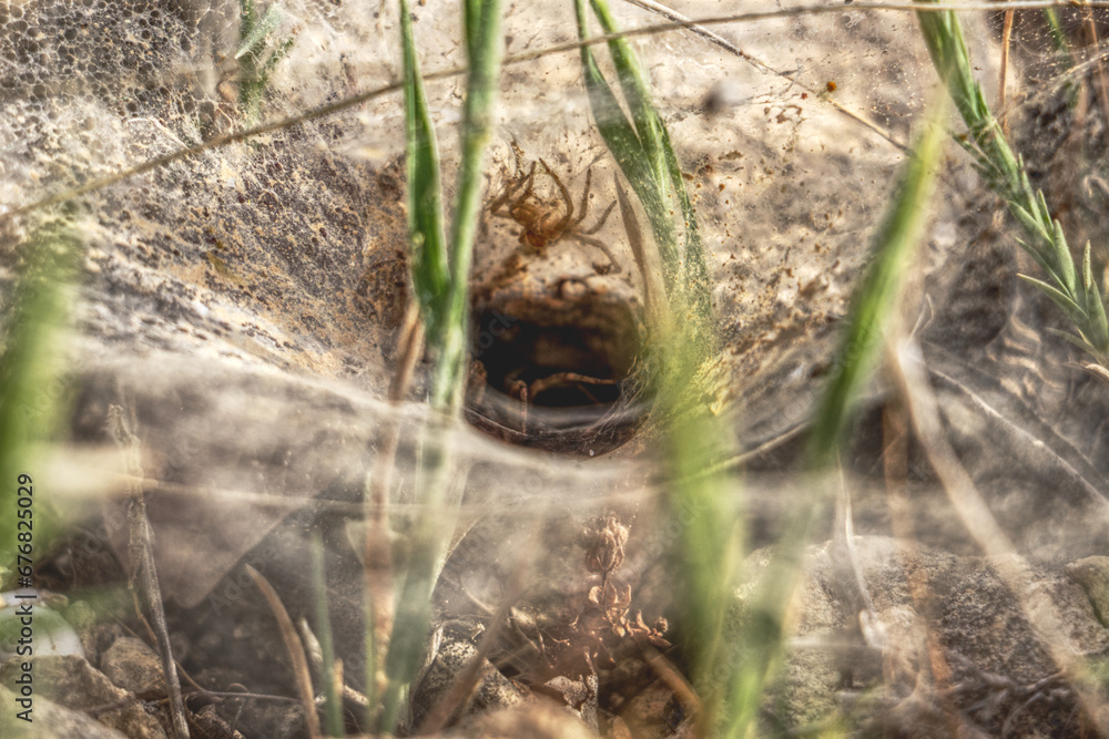 Obraz premium Spider