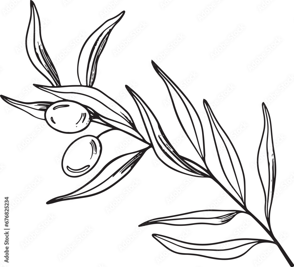 Sketch of olive branch with berries and leaves. Hand drawn vector line art illustration. Black and white drawing of the symbol of Italy or Greek for cards, design logo, tattoo Sketch of olive branch with berries and leaves. Hand drawn vector line art illustration. Black and white drawing of the symbol of Italy or Greek for cards, design logo, tattoo