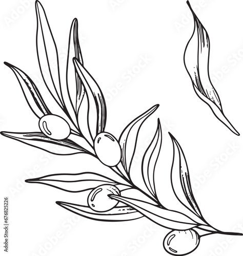 Sketch of olive branch with berries and leaves. Hand drawn vector line art illustration. Black and white drawing of the symbol of Italy or Greek for cards, design logo, tattoo