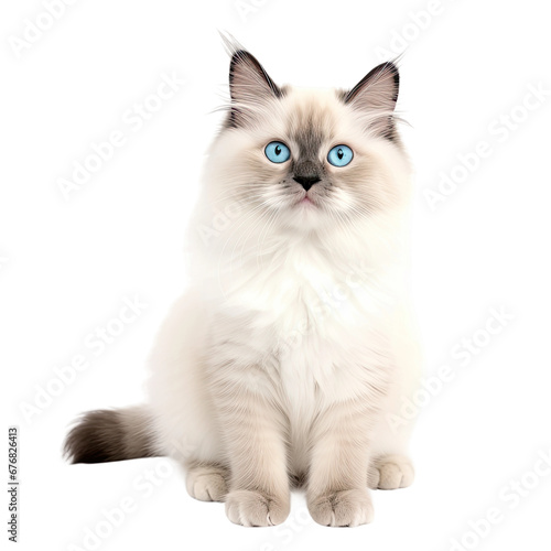 Beautiful Ragdoll Cat with Striking Blue Eyes on Transparent Background