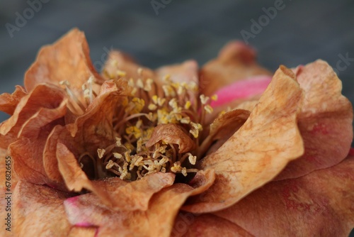 Closeup shot of details on a drying wilting flower