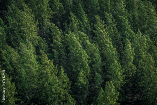 Top view of Dark green pine forest background texture.