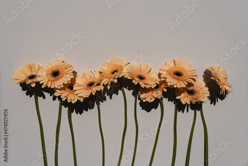 Aesthetic gerbera flower stems. Pastel tan warm beige colours © Floral Deco
