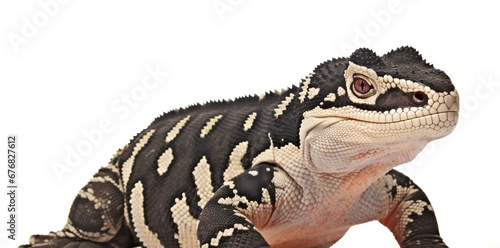 Portrait of a lizard isolated on white background   Studio shot
