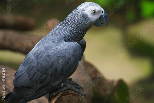 the parrot is perched on the tree branch looking back over his shoulder