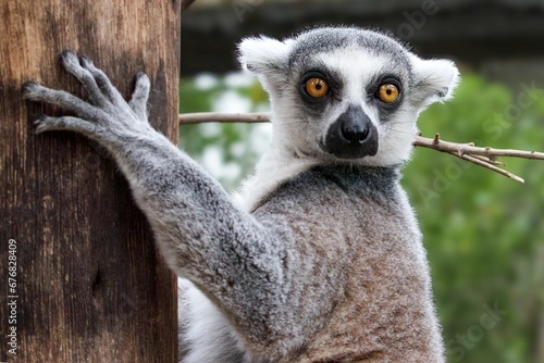 Closeup of a lemur, Lemuroidea primate hugging a tree trunk in a zoo photo