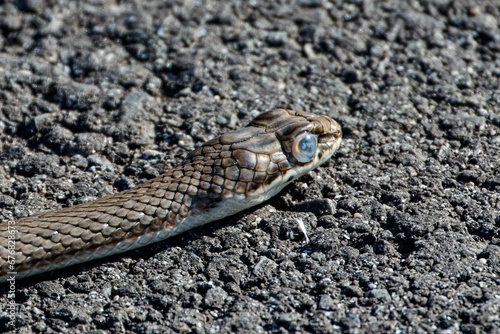 Closeup of a Coachwhip, Masticophis flagellum snake head on an asphalt road photo