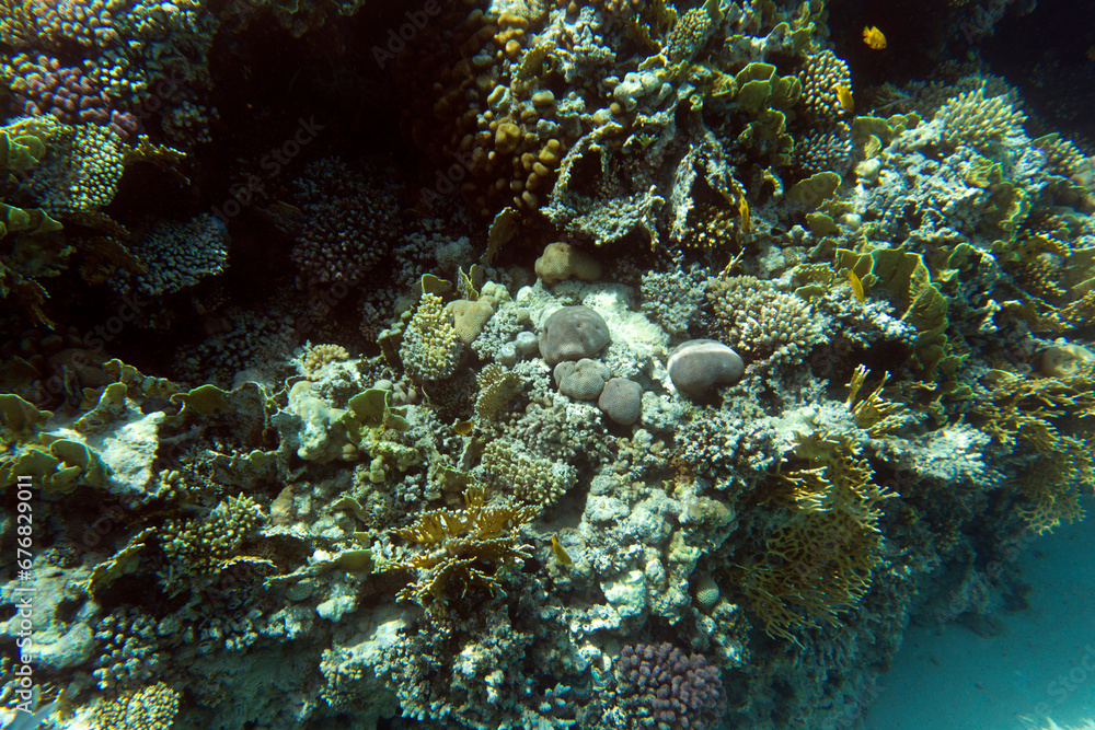 View of coral reef in red sea View of coral reef in red sea
