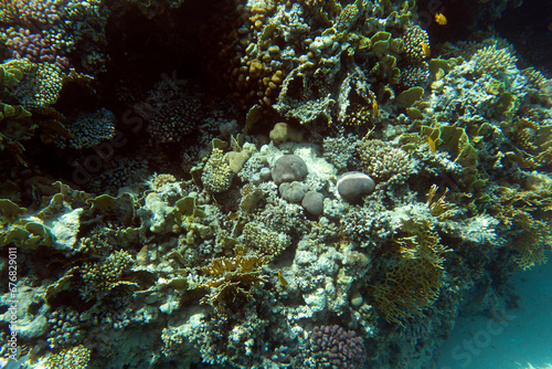 View of coral reef in red sea
