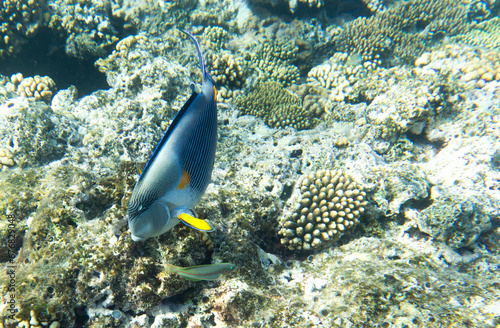 A view of acanthurus sohal fish among corals