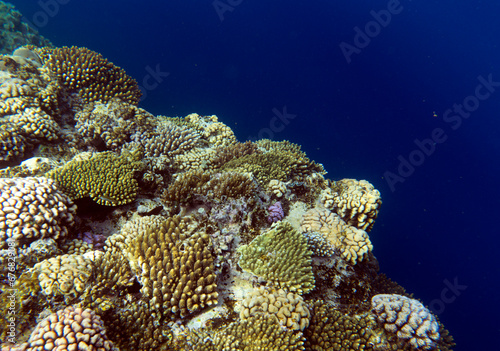 A view of coral reef in red sea
