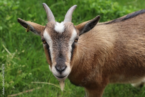 Closeup shot of domestic goat (Capra hircus) in green field photo