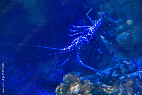 An underwater scene showing a lobster swimming at the bottom of an aquarium in Orlando, Florida. photo