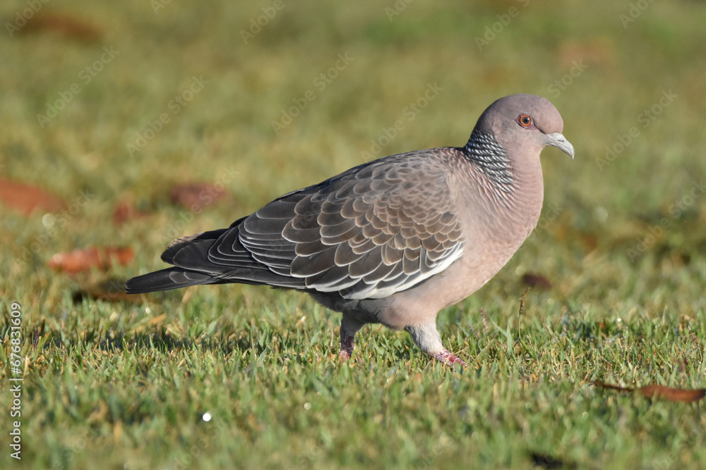Pigeon with beautfiful bokeh background Pigeon with beautfiful bokeh background