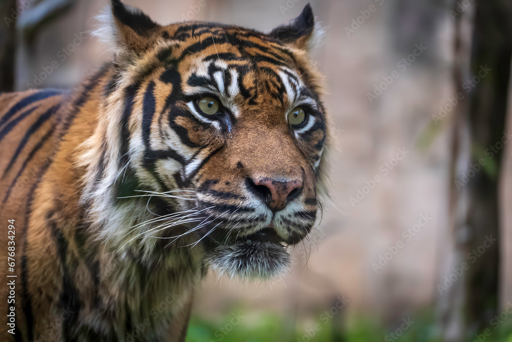 Fototapeta premium 見つめるスマトラトラ