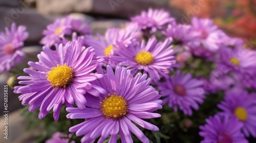Purple daisies in the garden on a sunny day. Mother s day concept with a space for a text. Valentine day concept with a copy space.
