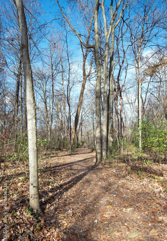 Footpath in Deciduous Woods with Blue Sky Footpath in Deciduous Woods with Blue Sky