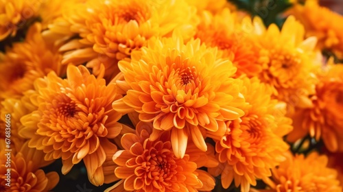 Orange chrysanthemum flowers in the garden  close up. Mother s day concept with a space for a text. Valentine day concept with a copy space.