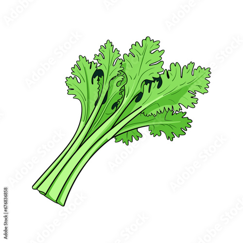 celery isolated vector illustration