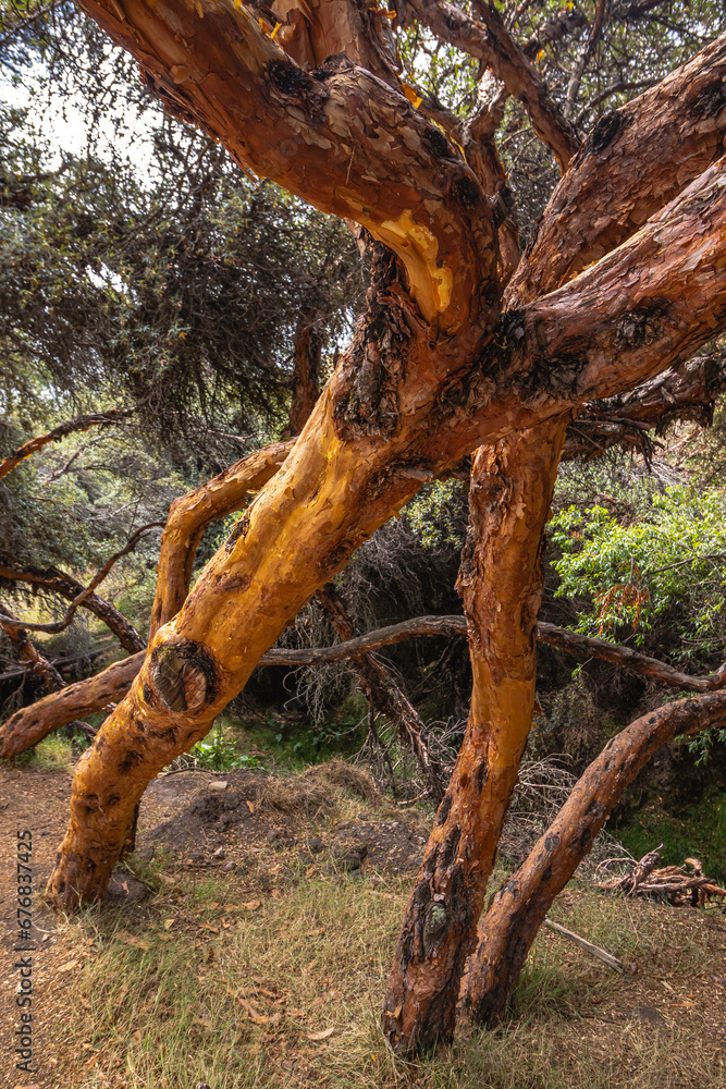 Obraz premium árvore na cidade de Cusco, Peru