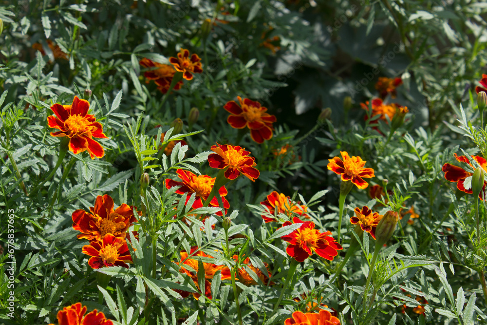 Marigold flowers (Tagétes), Turkish carnation, Imeretian saffron in the garden