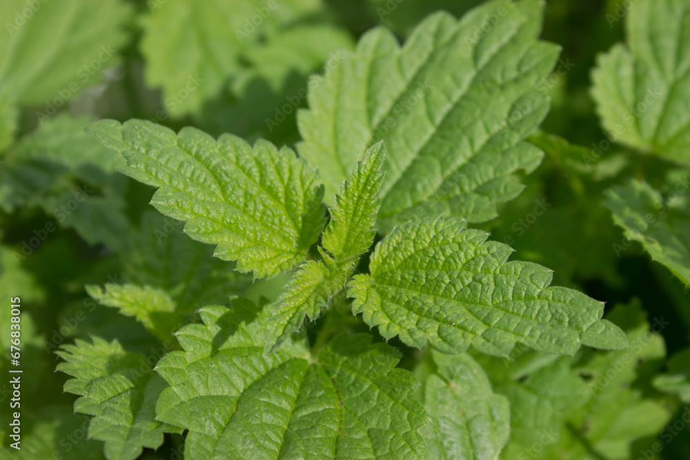 Nettle thickets on top natural green background Nettle thickets on top natural green background