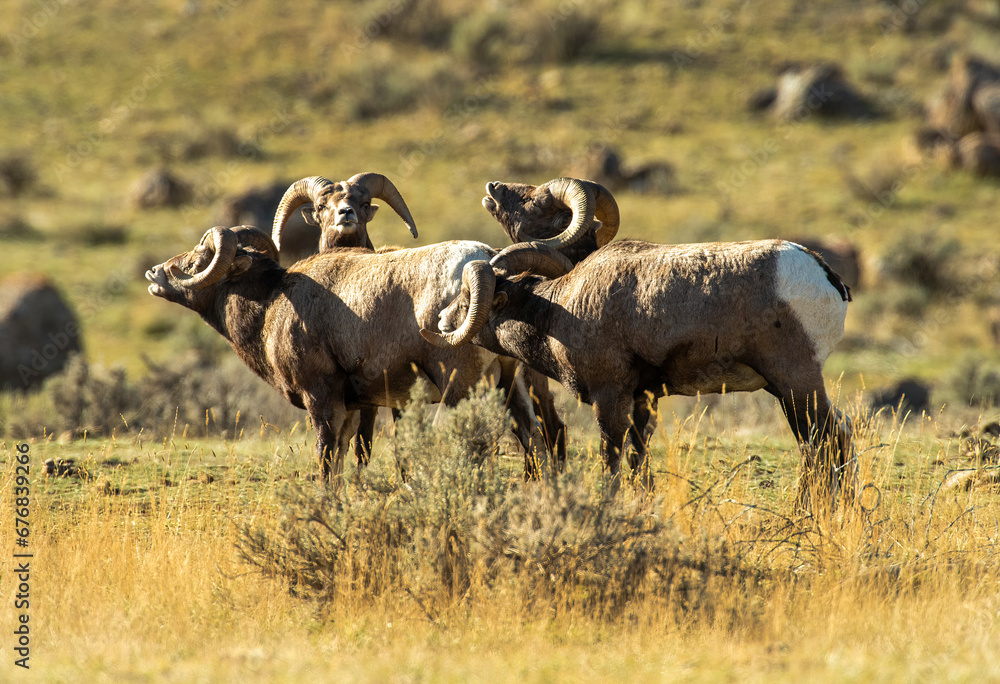 Obraz premium Big Horn Rams during the rut