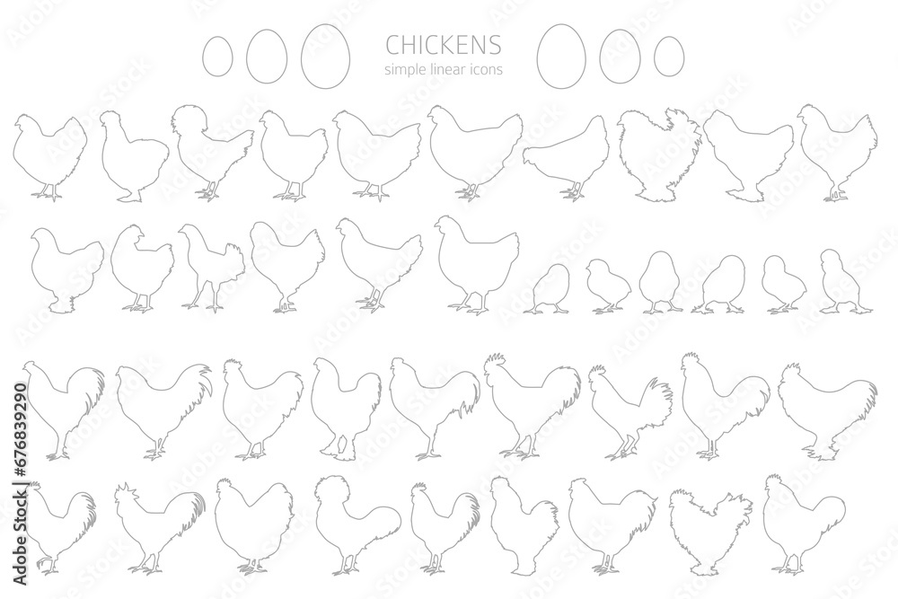 Chicken breeds silhouettes, simple linear style clipart. Poultry and farm animals - obrazy, fototapety, plakaty 