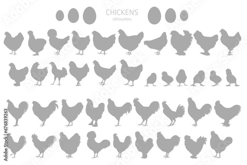 Chicken breeds silhouettes, simple linear style clipart. Poultry and farm animals