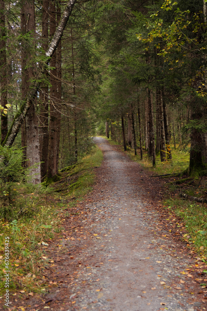 Fototapeta premium Weg durch's Tiefenberger Moos.