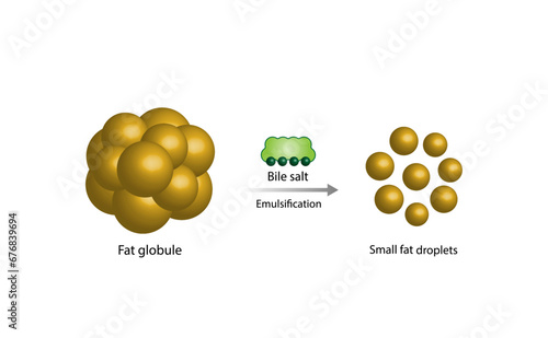  Lipid emulsification, Fat Molecule, Lipid droplets, Lipid Digestion. Large fat globules are emulsified into small fat droplets. Bile salt. Gallbladder. Micelle formation. Vector Illustration.