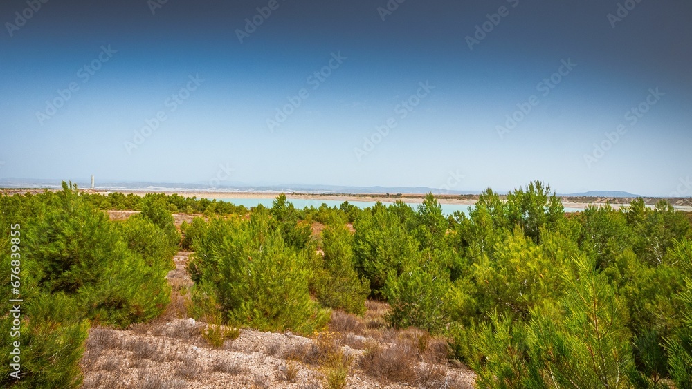 Beautiful shot of trees growing on a field by a coastline
